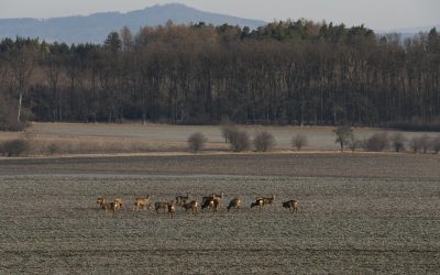 Waarom zijn we kuddedieren?